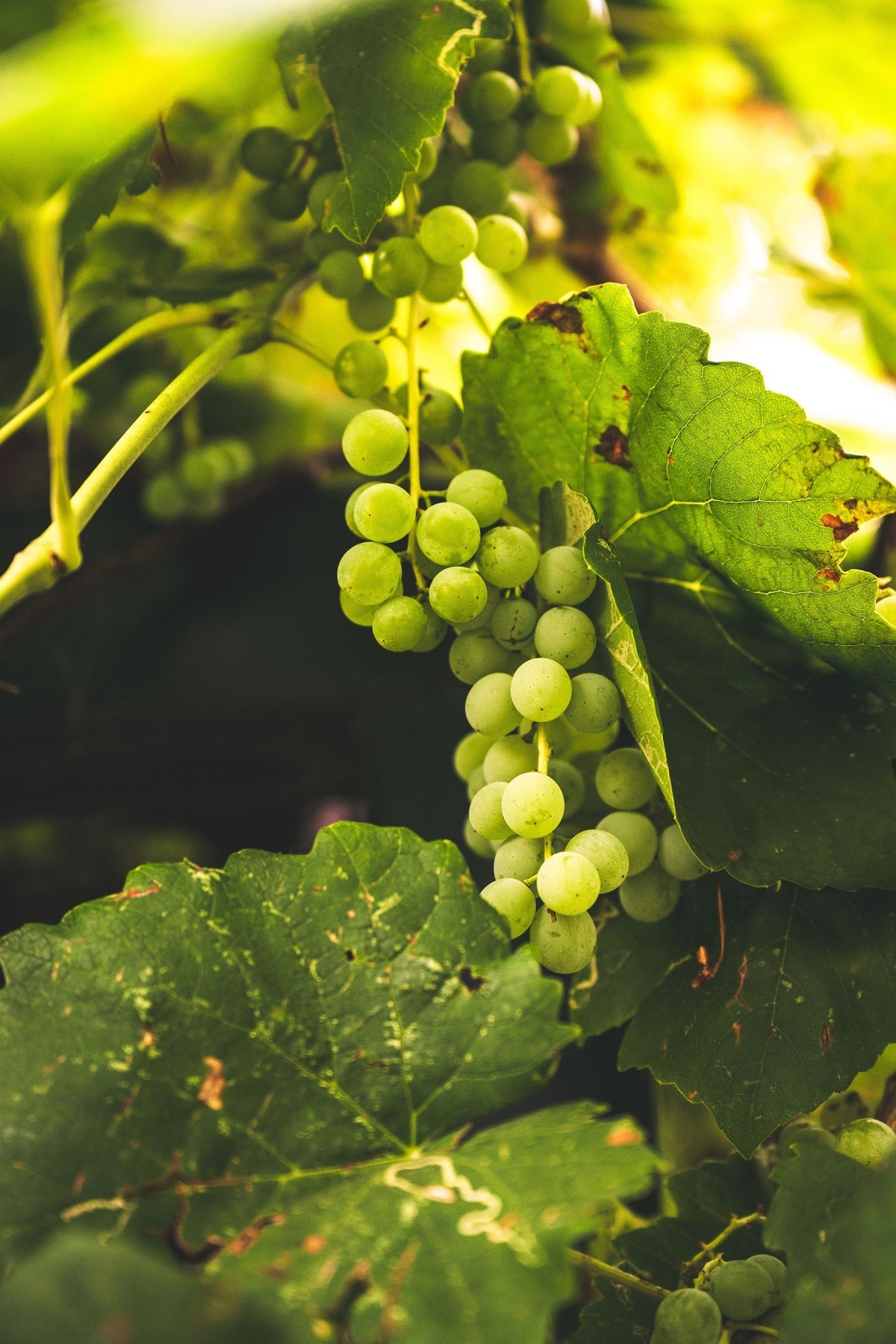 Vinho Verde: wat is het eigenlijk?