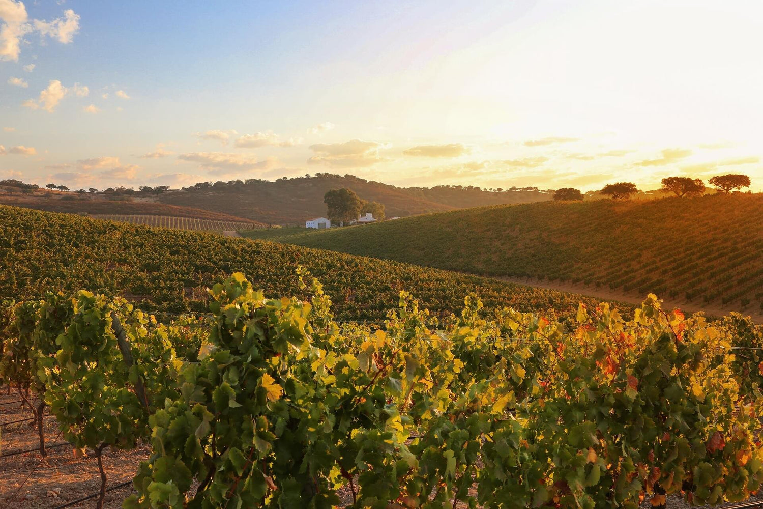Wijnhuis in Portugal uit de regio Alentejo