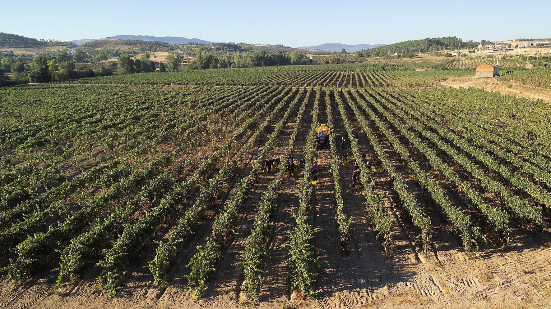 Wijnranken in de wijnregio Beira Interior in Portugal