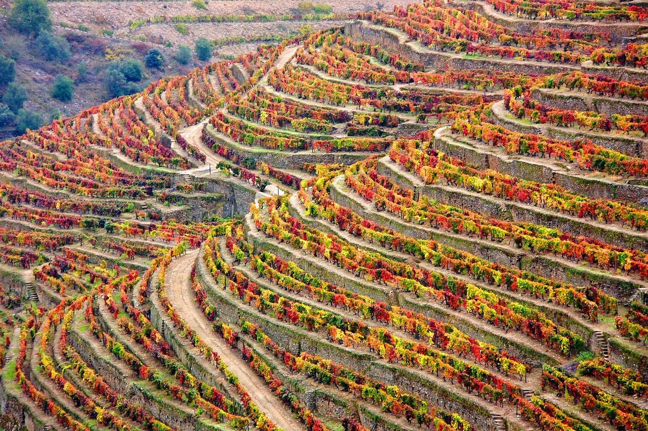 Wijnranken op een groot terroir in de Douro regio in Portugal