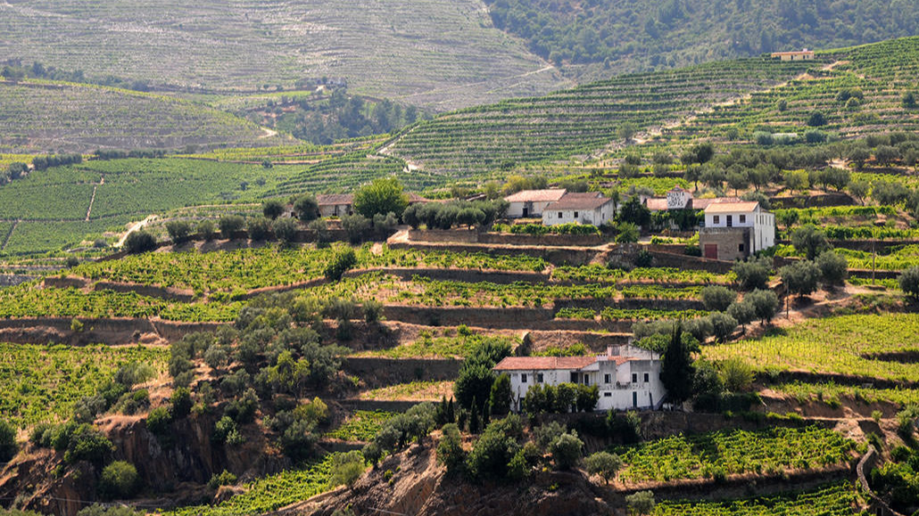 Wijnterroir uit Tras Os Montes in Portugal