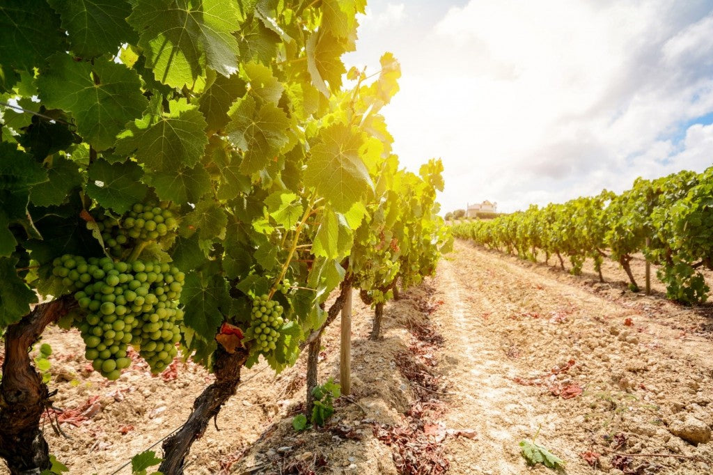 Wijnranken uit de wijnregio Vinho Verde in Portugal